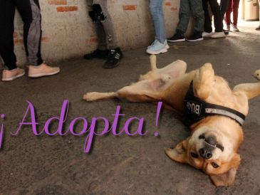 Estos son los lugares que recomienda Google para adoptar perros. SUN / ARCHIVO