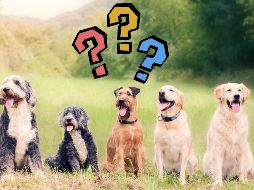 Aquí tienes una lista de las 6 razas que más pelo sueltan, según Chat GPT. ESPECIAL / CANVA