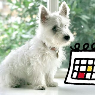 Día mundial del Perro 2025: ¿Por qué se celebra este 21 de julio?