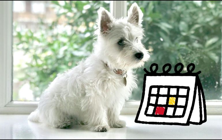 El Día Mundial del Perro busca visibilizar los problemas del maltrato y el abandono animal. UNSPLASH.