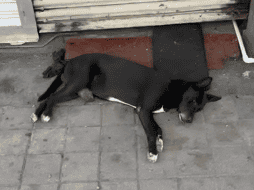 Oscar Sánchez Beltrán, secretario de la Unión de Locatarios del Centro de Culiacán, reveló que un grupo de activistas protectores de animales rescataron al perrito. ESPECIAL