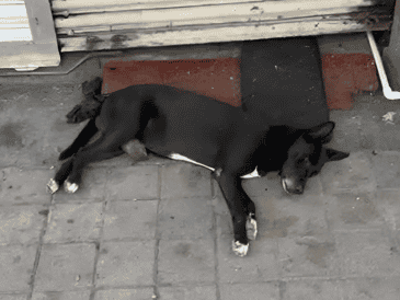 Oscar Sánchez Beltrán, secretario de la Unión de Locatarios del Centro de Culiacán, reveló que un grupo de activistas protectores de animales rescataron al perrito. ESPECIAL