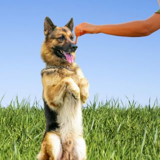 Razas de perros más inteligentes del mundo, ideales para entrenar fácil