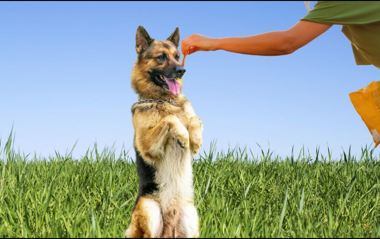 PASTOR ALEMÁN. Esta raza es conocida por su lealtad, valentía e inteligencia. ESPECIAL / CANVA