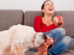 La ciencia y los expertos en comportamiento animal han analizado esta conducta, y lo cierto es que hay varios motivos detrás de ella, muchos de ellos relacionados con afecto, comunicación y jerarquía. ESPECIAL