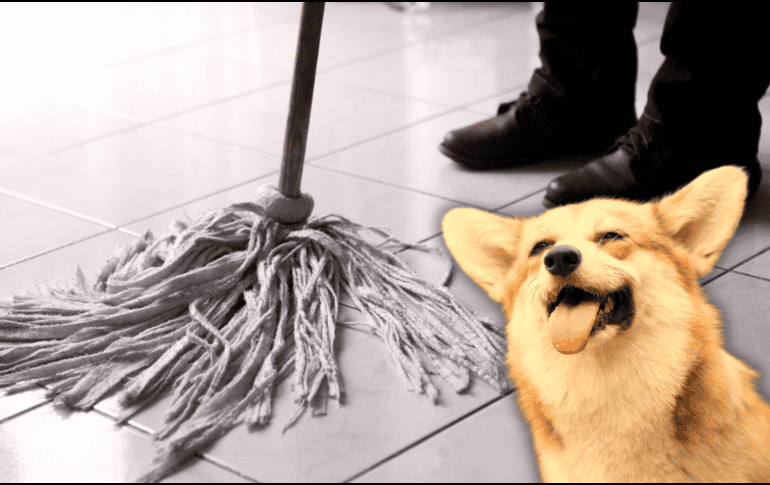 El primer paso para evitar que la orina deje marcas y olores permanentes es limpiar inmediatamente. EL INFORMADOR / ARCHIVO / ESPECIAL