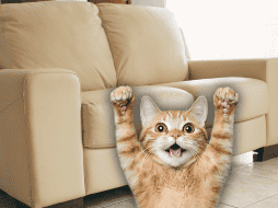 Si tu gato no parece estar interesado en el rascador, entonces puedes considerar una opción con un juguete colgante para animarlo a investigarlo. ESPECIAL / CANVA