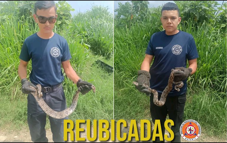 Dos serpientes fueron reubicadas en Tepic el día de ayer. ESPECIAL / FACEBOOK Protección Ciudadana y Bomberos de Nayarit