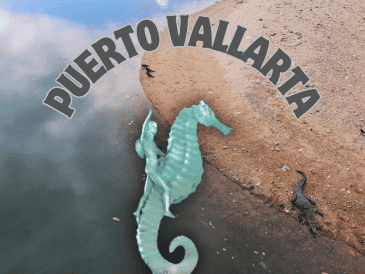 La Playa Boca de Tomates, por su cercanía a la desembocadura del Río Ameca, es un sitio donde es común ver los cocodrilos. EL INFORMADOR / O. Álvarez