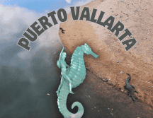 La Playa Boca de Tomates, por su cercanía a la desembocadura del Río Ameca, es un sitio donde es común ver los cocodrilos. EL INFORMADOR / O. Álvarez