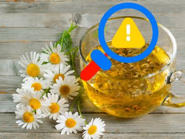 Si bien tomar una taza de manzanilla de forma ocasional difícilmente provocará problemas, es fundamental prestar atención a la respuesta del cuerpo y consultar al médico si se tienen condiciones especiales de salud. CANVA