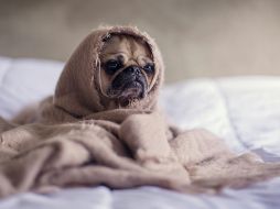 Los perros se comunican constantemente a través de gestos, posturas y expresiones. UNSPLASH.