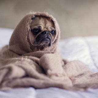 Así puedes identificar cuando tu perro está incómodo y cómo resolverlo