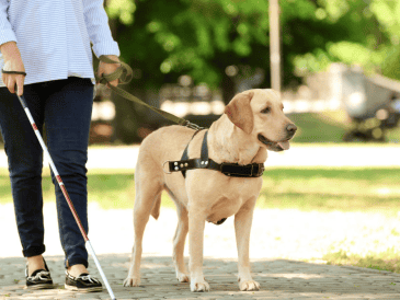 Fuera del horario de trabajo, muchos perros guía pueden comportarse como cualquier otro perro doméstico: juegan, descansan, reciben caricias y forman parte de la vida familiar. CANVA