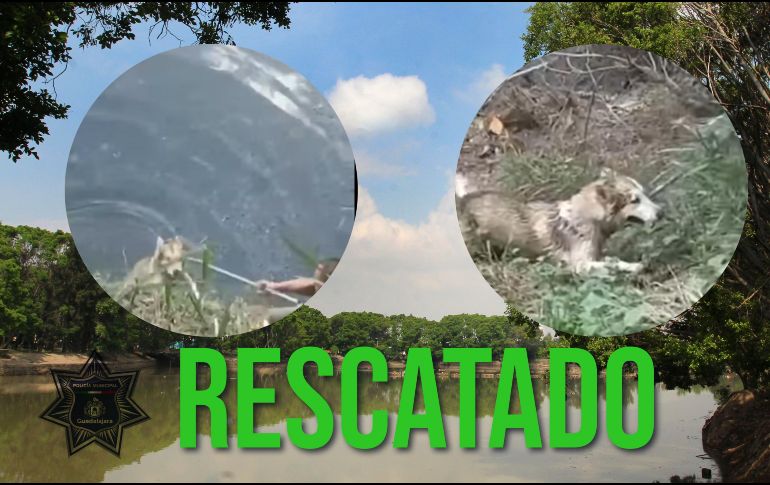 Los elementos lograron la rápida extracción de perro que había caído en el vaso regulador de El Dean. EL INFORMADOR / ARCHIVO / ESPECIAL / FACEBOOK Policía de Guadalajara