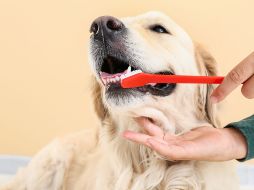 Informarte, acudir a profesionales calificados y no tomar atajos innecesarios te ayudará a cuidar la salud de tu mascota de forma segura. Como siempre, ante cualquier duda, consulta con tu veterinario de confianza. CANVA