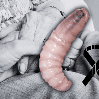 ¿Primera muerte por gusano barrenador en México? Salud aclara información