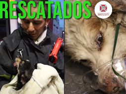 Los perros requirieron de primeros auxilios debido a que sufrieron asfixia a causa del incendio. ESPECIAL / FACEBOOK Protección Civil y Bomberos GDL