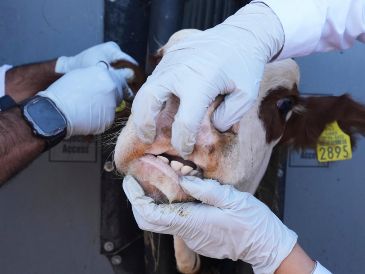 El cierre de la frontera estadounidense al ganado mexicano ha provocado pérdidas valuadas en hasta 800 millones de dólares. AP/F. Llano