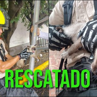 Bomberos de Guadalajara rescatan a gato que quedó atorado por varias horas en un árbol