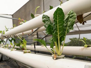 Impulsan huertos urbanos para mejorar la alimentación