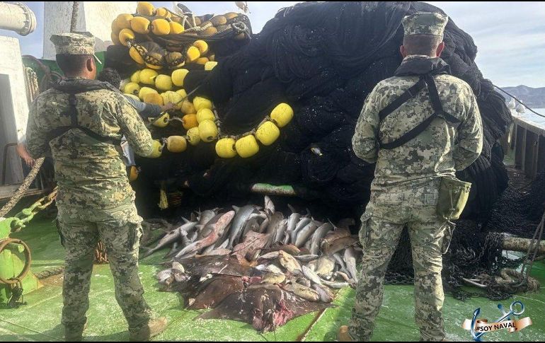 En diversos estados como Jalisco se efectuó ese decomiso como parte de los operativos de inspección y vigilancia. ESPECIAL/X @SEMAR_mx
