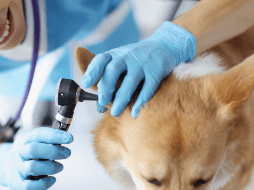 Una detección temprana y un manejo veterinario oportuno son fundamentales para garantizar la salud auditiva y general del perro. CANVA