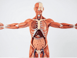 Órganos como el corazón o el cerebro poseen una capacidad regenerativa muy limitada. CANVA