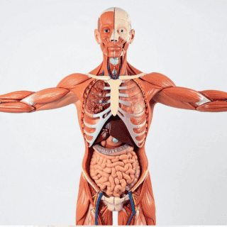 Órganos del cuerpo humano que pueden regenerarse según la ciencia