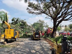 Elementos de Protección Civil y Bomberos de Zapopan atienden distintas afectaciones en el AMG por caídas de árboles. ESPECIAL / FACEBOOK Protección Civil y Bomberos de Zapopan