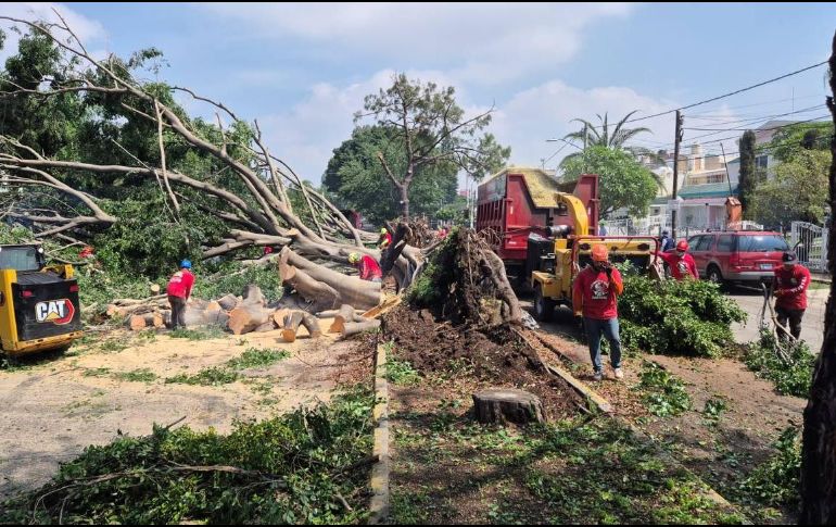 Las ráfagas de viento provocaron la caída de al menos sesenta árboles en Zapopan. ESPECIAL / FACEBOOK Gobierno de Zapopan
