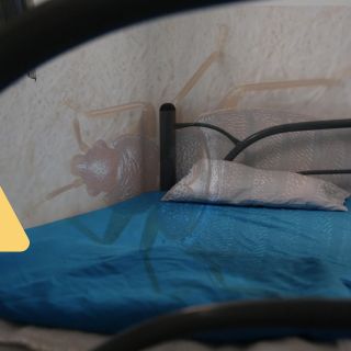 Esta es la manera de eliminar las chinches de tu casa