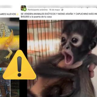 ¿Qué puedes hacer si detectas venta ilegal de fauna en redes sociales?