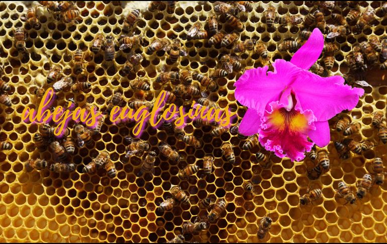 Ecuador es uno de los 20 países más biodiversos del mundo. SUN / ARCHIVO