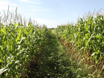 La mayoría de los productores enfrentan graves problemas para comercializar el maíz y la mayor parte son de autoconsumo, por lo que pidieron que se apoye al campo chiapaneco que ha estado abandonado. EFE / J. M. Blanco