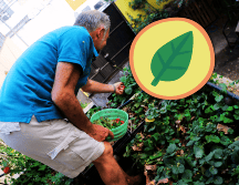 Es necesario establecer horarios de riego, revisar periódicamente la presencia de plagas y realizar podas cuando sea requerido. EL INFORMADOR / A. Navarro