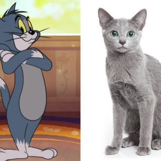 Gatos de caricatura y sus razas en la vida real