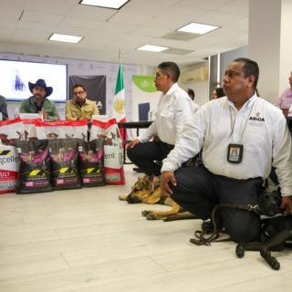 Jalisco entra en alerta por posible llegada del gusano barrenador