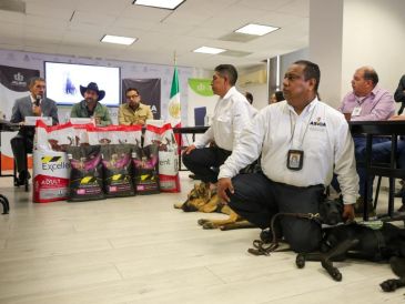 César López, director de ASICA, aclaró que por el momento no hay presencia de gusano barrenador en Jalisco. EL INFORMADOR / H. FIGUEROA