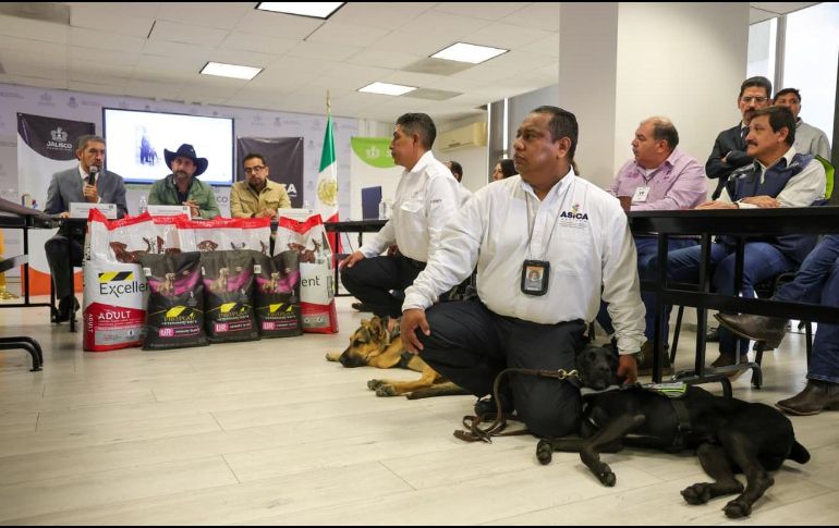 César López, director de ASICA, aclaró que por el momento no hay presencia de gusano barrenador en Jalisco. EL INFORMADOR / H. FIGUEROA