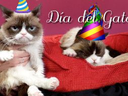 A medida que aprendas un poco más sobre tu gato, podrás comprender mucho mejor todos sus comportamientos. EFE / ARCHIVO