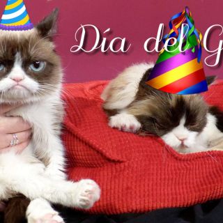 ¡Celebra el Día del Gato con estos datos de tu mascota!
