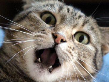 Los gatos pueden ser de gran ayuda para las personas que sufren estres o ansiedad. Canva