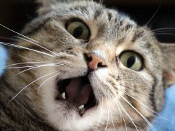 Los gatos pueden ser de gran ayuda para las personas que sufren estres o ansiedad. Canva