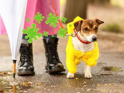 Las mascotas, específicamente perros y gatos, están más expuestos a diversas enfermedades. ESPECIAL / CANVA