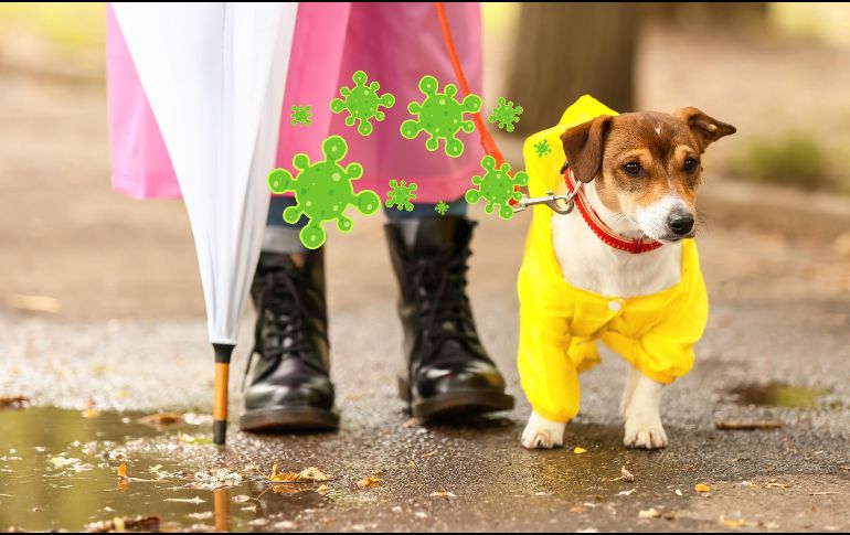 Las mascotas, específicamente perros y gatos, están más expuestos a diversas enfermedades. ESPECIAL / CANVA