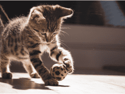 La Facultad de Medicina Veterinaria y Zootecnia de la UNAM ha documentado esta gran variedad de formas usadas en México. CANVA