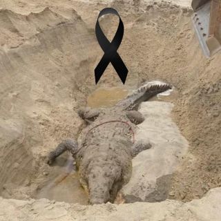 Fallece el cocodrilo "Lucho" a los 50 años de edad en Oaxaca