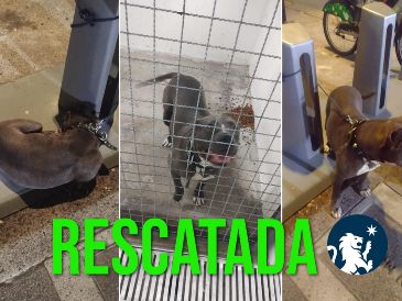 La perita rescatada se trata de una perra de raza pitbull en color gris y en aparente buen estado de salud. ESPECIAL / FACEBOOK Policía de Guadalajara
