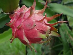 La pitaya y la pitahaya son dos frutas con características diferentes pero que tienden a ser confundidas. Pixabay